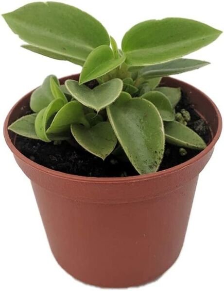 Peperomia Pixies Limey Adorable Compact Easy To Grow Indoors Live Plant 2.5" Pot Fresh Garden
