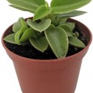 Peperomia Pixies Limey Adorable Compact Easy To Grow Indoors Live Plant 2.5" Pot Fresh Garden