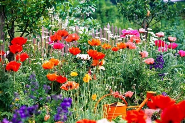 Fireworks Fabulous Reds Bright Oranges And Shining Yellow Blossoms 6 Grams Seeds Fresh Garden