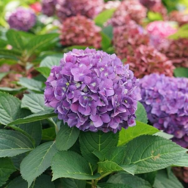 Mophead Flowers Hydrangea Arriba Dance Hybrid Bigleaf Macrophylla Serrata 4" Pot Fresh Garden