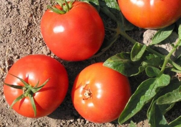Tomato Druzba Heirloom Are Open Pollinated Growings True To Type Plants 15 Seeds Fresh Garden