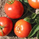 Tomato Druzba Heirloom Are Open Pollinated Growings True To Type Plants 15 Seeds Fresh Garden