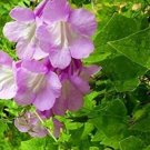 Asarinas Roses Mystics Trumpets Angels Twinings Snapdragons Salmon Pink 20 Seeds Fresh Garden