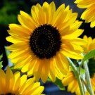 Sunflowers Sunspots Annual Hedge Organics Large Dramatic Cut Flowers Grams Seeds Fresh Garden