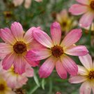 Tickseed Shade Of Rose Perennial Coreopsis Easy Grow Live Plant Quart Pot Fresh Garden