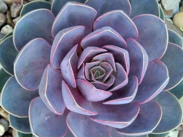 Echeveria Nurnberg Perle Rose Desert Easy Grow Indoors Out Live Plant 2.5" Pot Fresh Garden