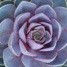 Echeveria Nurnberg Perle Rose Desert Easy Grow Indoors Out Live Plant 2.5" Pot Fresh Garden