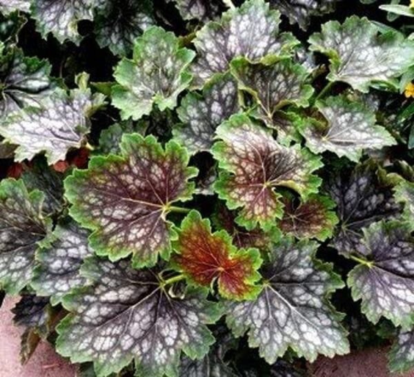 Heuchera Marbles Marvelous Coral Bells Silver Attractive Foliage 50 Seeds Fresh Garden