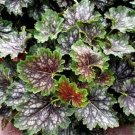 Heuchera Marbles Marvelous Coral Bells Silver Attractive Foliage 50 Seeds Fresh Garden
