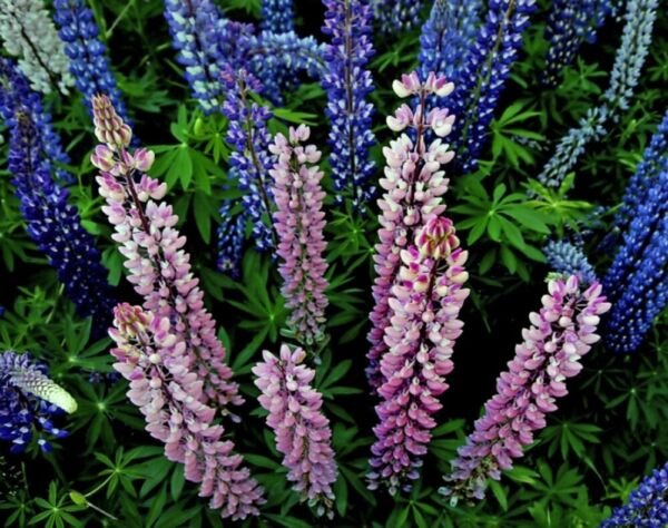 Wild Lupines Bluebonnets Olds Maid&acirc;��s Bonnets Perennials Sundials 1.5 Grams Seeds Fresh Garden