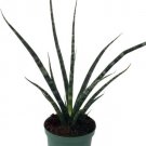 Sanseverias Mikados Fernwoods Snake Impossible To Kill Indoors Live Plant 5" Pot Fresh Garden