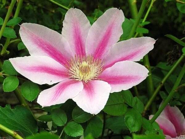 Clematis Cameo Pink Vine Early Large Flower Fragrant s Live Plant 2.5" Pot Fresh Garden