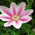 Clematis Cameo Pink Vine Early Large Flower Fragrant s Live Plant 2.5" Pot Fresh Garden