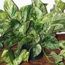 Epipremnum Queen Ivy Marble Devil's Pothos Easy To Grow Indoor Live Plant 4" Pot Fresh Garden