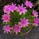 Lewisias Cotyledons Plums Little Perennial Pinkishs Red Striped Flowers 20 Seeds Fresh Garden