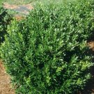 Glabra Inkberrys Shamrock Ilex Holly Deers Resistant s Live Plant 4'' Pot Fresh Garden