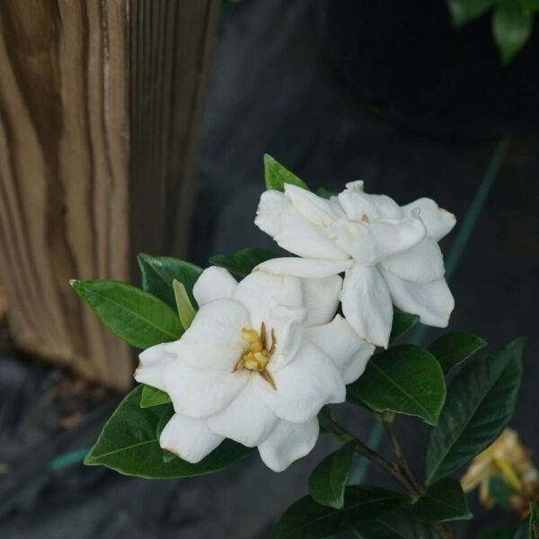 ia As She Goes Steady Jasminoides Prince Charles Live Plant 4'' Pot Fresh Garden