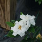 ia As She Goes Steady Jasminoides Prince Charles Live Plant 4'' Pot Fresh Garden