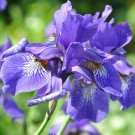 Iris Sibirica Strong Stems Above The Attractive Narrow Lance Like Leave 20 Seeds Fresh Garden