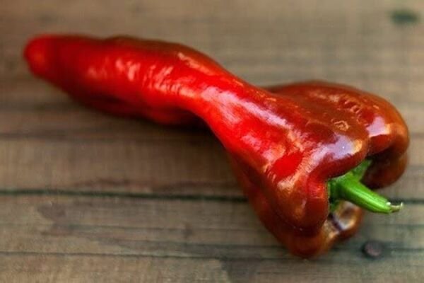 Pepper Dams Mildly Hot When Seeded They Holds An Excellent Flavor Hot 20 Seeds Fresh Garden