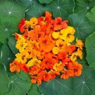 Nasturtium Blend Fiestas Organics Annual Edible Nasturtium Flowers 8 Grams Seeds Fresh Garden