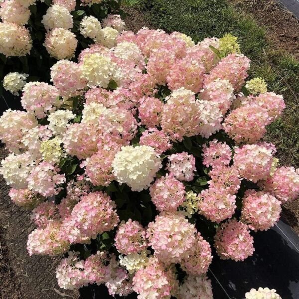 Hydrangea Fire Quick Fabs Panicles Green Pink White s Live Plant 4" Pot Fresh Garden
