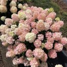 Hydrangea Fire Quick Fabs Panicles Green Pink White s Live Plant 4" Pot Fresh Garden