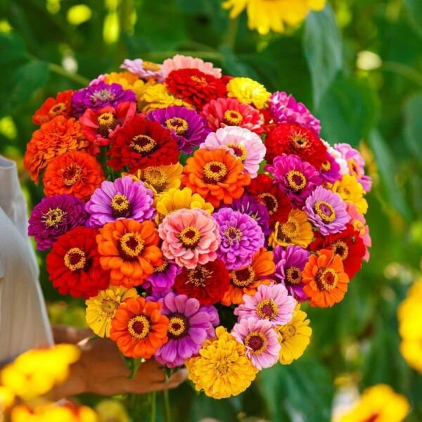 Zinnias Giants Calinias Glorious Long Lasting Colors s 1.5 Grams Seeds Fresh Garden