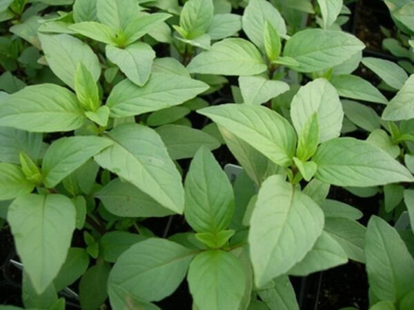 Basil Lemon Herb Heirloom Ocimum Basilicum Small Fragrant Leaves 100 Seed Fresh Garden