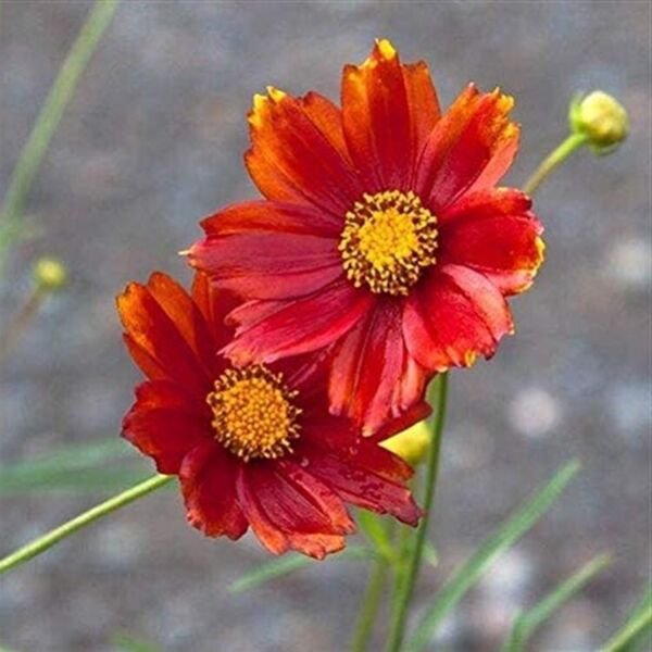 Radioactive Coreopsis Bang Big Verticillata Moonbeam Live Plant Quart Pot Fresh Garden