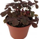 Shamrock Gold Burgundy Oxalis Luckys s Fairies Indoors Live Plant 2.5" Pot Fresh Garden