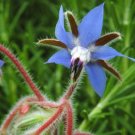 Organic Borage Easy Grow Versatile Herb Is Exquisite In The s 1 Gram Seeds Fresh Garden