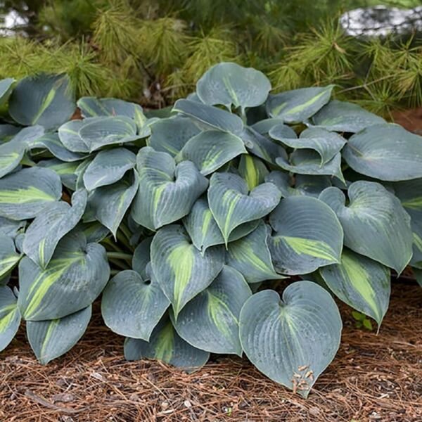 Hosta Class Of Touch Variegated Loving Shade Perennial Out Live Plant Gallon Pot Fresh Garden