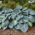 Hosta Class Of Touch Variegated Loving Shade Perennial Out Live Plant Gallon Pot Fresh Garden