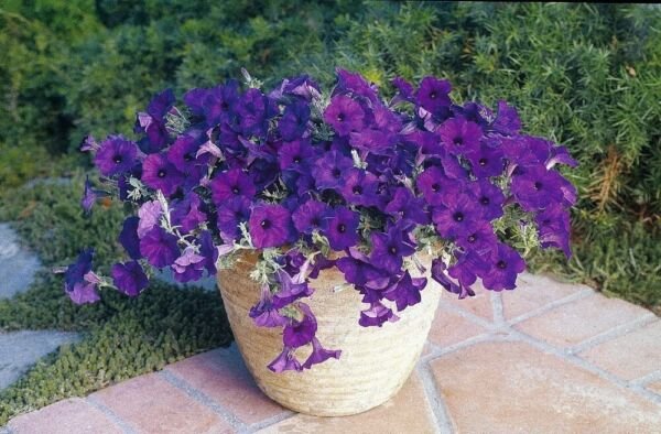 Petunia Wave Blue Annual Covered With Trumpet Shaped Velvety Blue Bloom 10 Seeds Fresh Garden