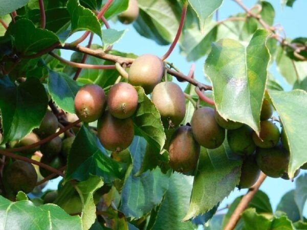 Actinidia Anna Hardy Female Kiwi Ananasnaya Tasty Live Plant 2.5" Pot Fresh Garden