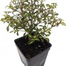 Coprosmas Beatson's Gold Green Tree Shrub Indoors And Outs Live Plant 2.5" Pot Fresh Garden