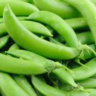Peas Sugars Organics Snaps Crunchys The Pods Are Crisp Sweet And Tender 50 Grams Fresh Garden