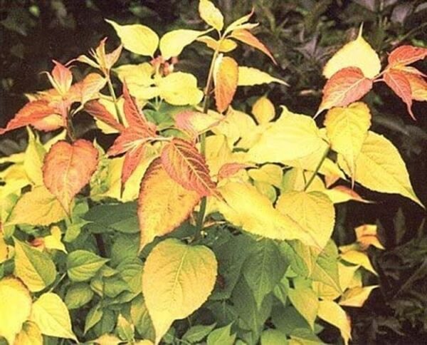 Honeysuckles Lantern Loniceras Brightly Perennial Himalayans Ornamental 10 Seeds Fresh Garden