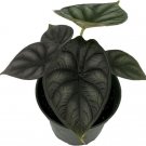 Alocasia Scale Dragon Mask Exotic Stunning Easy To Grow Indoor Live Plant 4" Pot Fresh Garden