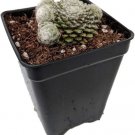 Sempervivum Minis Lagger's Chicks Hens Very Hardy s Live Plant 2.5" Pot Fresh Garden