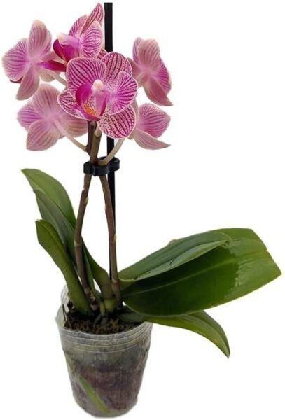 Phalaenopsis Orchid Moth Favorite Greenhouse Growers Surprise Indoors Live Plant Fresh Garden