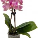 Phalaenopsis Orchid Moth Favorite Greenhouse Growers Surprise Indoors Live Plant Fresh Garden