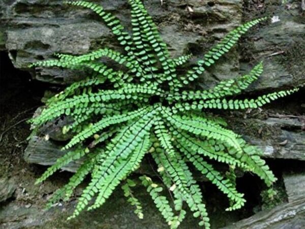 Spleenwort Maidenhair Fern Asplenium Platyneuron Short Round Leaflets 20 Rhizome Fresh Garden