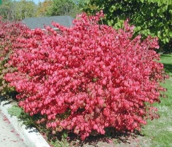 Euonymus Burning Dwarfs Alatus Pink To Red Beautiful Hedges Fencing 1 Bare Roots Fresh Garden