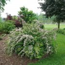Kolkwitzias Jolenes Amabalis Beautybushs Easy To Grow s Live Plant 4" Pot Fresh Garden