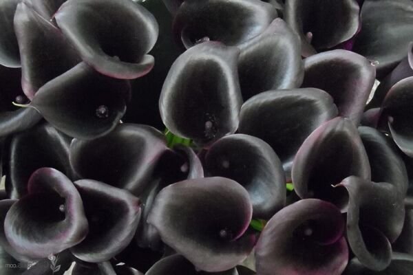 Lily Odessa Calla Maroon Purple Dark Blooms Heart Shapeds Foliage 20+ Cm Bulbs Fresh Garden