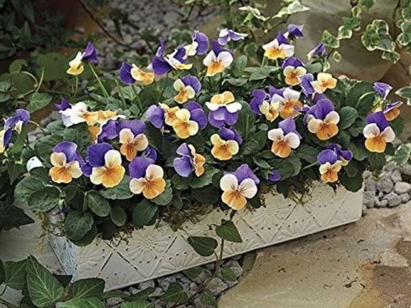Viola Pennys Jump Peach Up Unusual Colors Violet Family Delicates Scent 25 Seeds Fresh Garden