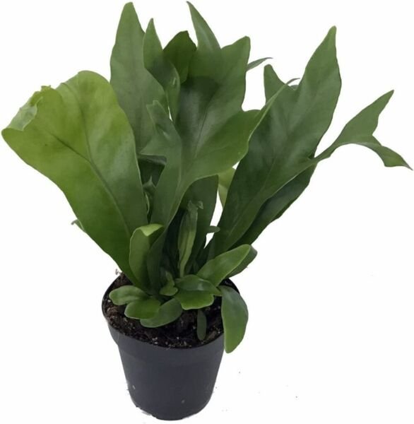 Microsorum Emerald Amazing Flame Green Fern Easy To Grow House Live Plant 4" Pot Fresh Garden