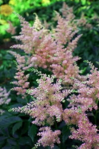 Astilbe Peach Pink Blossom Peachy Warm Attractives s Live Plant Quart Pot Fresh Garden
